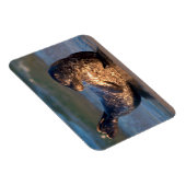 Ein Baby-Siegel, das es hebt, ist Schwanz Magnet (Rechte Seite)