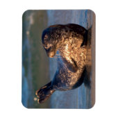 Ein Baby-Siegel, das es hebt, ist Schwanz Magnet (Vertikal)