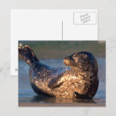 Ein Baby-Siegel, das es hebt, ist Schwanz Postkarte (Vorne/Hinten)