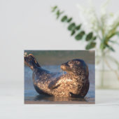 Ein Baby-Siegel, das es hebt, ist Schwanz Postkarte (Stehend Vorderseite)