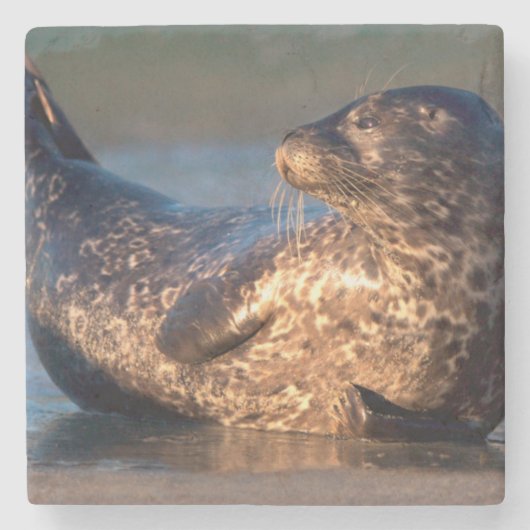 Ein Baby-Siegel, das es hebt, ist Schwanz Steinuntersetzer (Vorderseite)