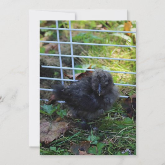 Ein Baby Silkie Einladung (Vorderseite)