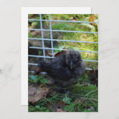 Ein Baby Silkie Einladung (Vorne/Hinten)