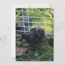 Ein Baby Silkie