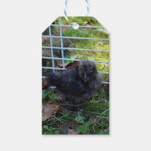 Ein Baby Silkie