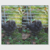 Ein Baby Silkie Geschenkpapier (Flach)
