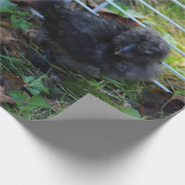 Ein Baby Silkie Geschenkpapier (Ecke)