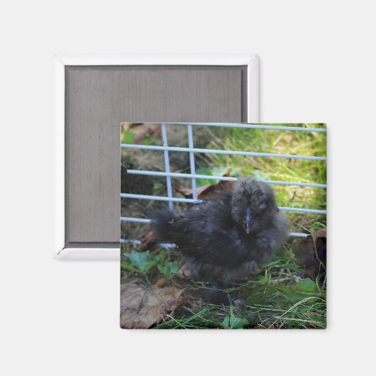 Ein Baby Silkie Magnet (Vorderseite/Rückseite)
