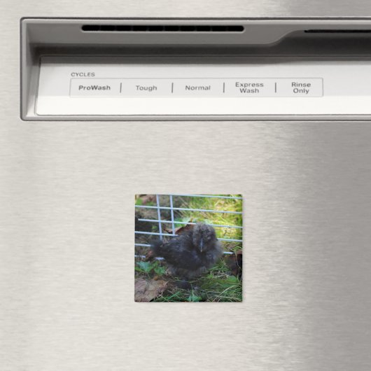 Ein Baby Silkie Magnet (In Situ (Geschirrspüler))