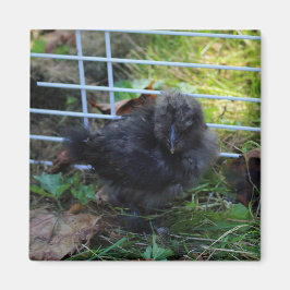 Ein Baby Silkie Magnet