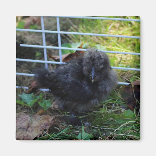 Ein Baby Silkie Magnet (Vorne)