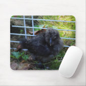Ein Baby Silkie Mousepad (Mit Mouse)
