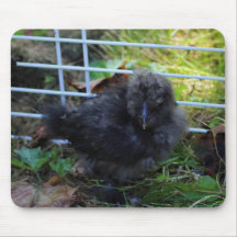 Ein Baby Silkie