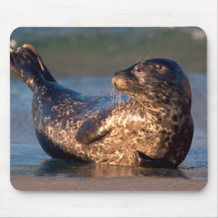 Ein Babyrobbe hebt den Schwanz Mousepad