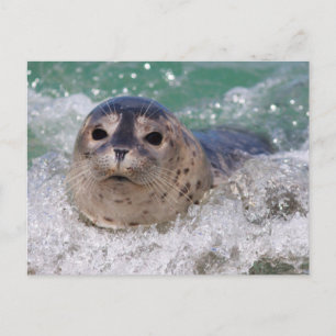 Ein Babyrobbe surft Postkarte