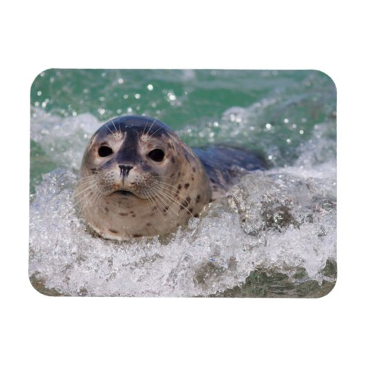 Ein Babysurfing im Siegel Magnet (Horizontal)