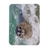 Ein Babysurfing im Siegel Magnet (Vertikal)