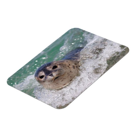 Ein Babysurfing im Siegel Magnet (Linke Seite)