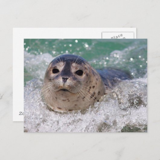 Ein Babysurfing im Siegel Postkarte (Vorne/Hinten)