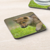 Ein Babywolf Getränkeuntersetzer (Linke Seite)