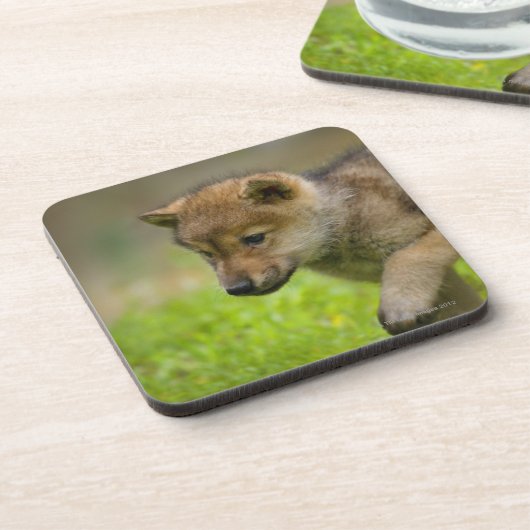 Ein Babywolf Getränkeuntersetzer (Linke Seite)