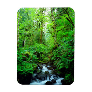 Ein Bach in einem Urwald Magnet