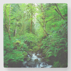 Ein Bach in einem Urwald Steinuntersetzer