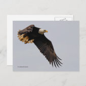 Ein Bald-Adler geht zum Himmel Postkarte (Vorne/Hinten)