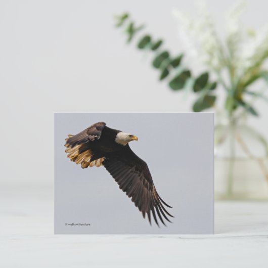 Ein Bald-Adler geht zum Himmel Postkarte (Stehend Vorderseite)