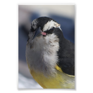 Ein Bananaquit ~ Ja, ich bin's, und ich schaue dic Fotodruck