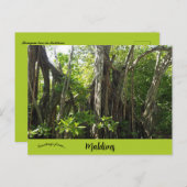 Ein Banyanbaum auf den Malediven Postkarte (Vorne/Hinten)