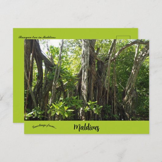 Ein Banyanbaum auf den Malediven Postkarte (Vorne/Hinten)