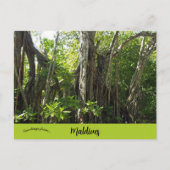 Ein Banyanbaum auf den Malediven Postkarte (Vorderseite)