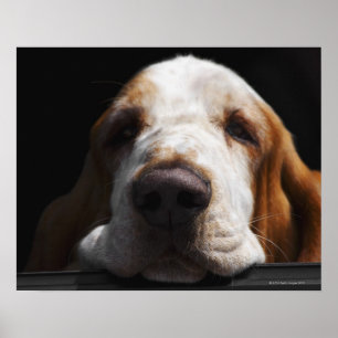 Ein Basset Hound, der seinen Kopf ruhen lässt Poster