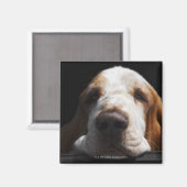 Ein Basset Hound ruht sich den Kopf Magnet (Vorderseite/Rückseite)
