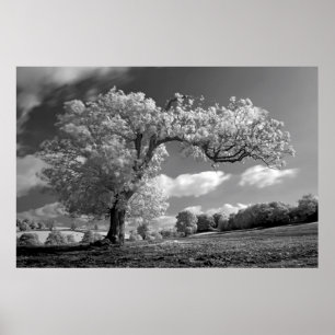 Ein Baum brennt im Wind durch Poster