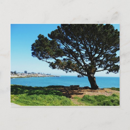 Ein Baum für alle Jahreszeiten Postkarte (Vorderseite)