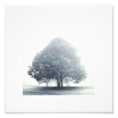Ein Baum im Nebelposter Fotodruck (Vorne)