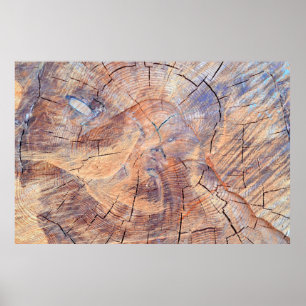 Ein Baum im Schnitt. Holz im Wald. Textur Poster