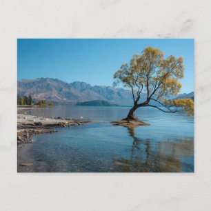 Ein Baum in einem See Postkarte