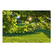 Ein Baumtraum Fotodruck (Vorne)