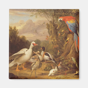 Ein Becken, Enten, Papageien und andere Vögel in Magnet
