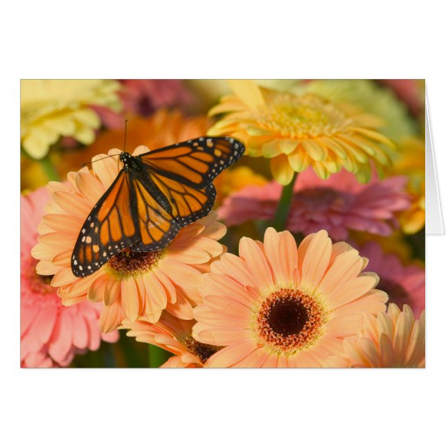 Ein beklagender Schmetterling (Vorderseite (Horizontal))