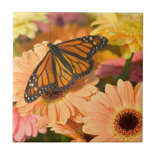 Ein beklagender Schmetterling Fliese (Vorderseite)