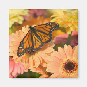 Ein beklagender Schmetterling Magnet