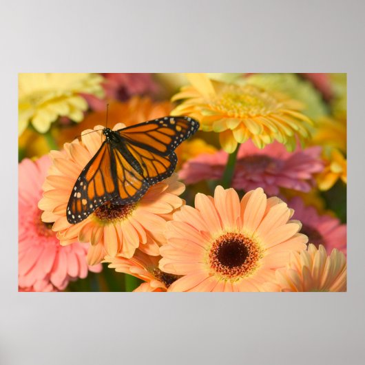 Ein beklagender Schmetterling Poster (Vorne)