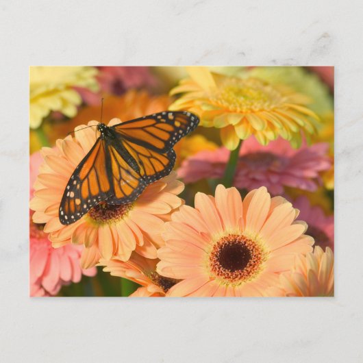 Ein beklagender Schmetterling Postkarte (Vorderseite)