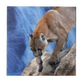 Ein Berglöwe am Wasserfall Fliese (Vorderseite)