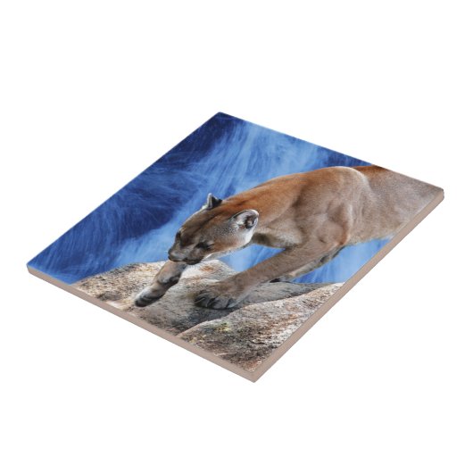 Ein Berglöwe am Wasserfall Fliese (Seite)