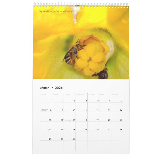 Ein Bienenkalender für 2024 - 11 x 14¼ Zoll Kalender (Mär 2026)